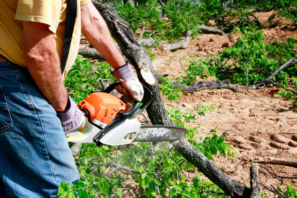 Best Tree Stump Removal  in Jenks, OK